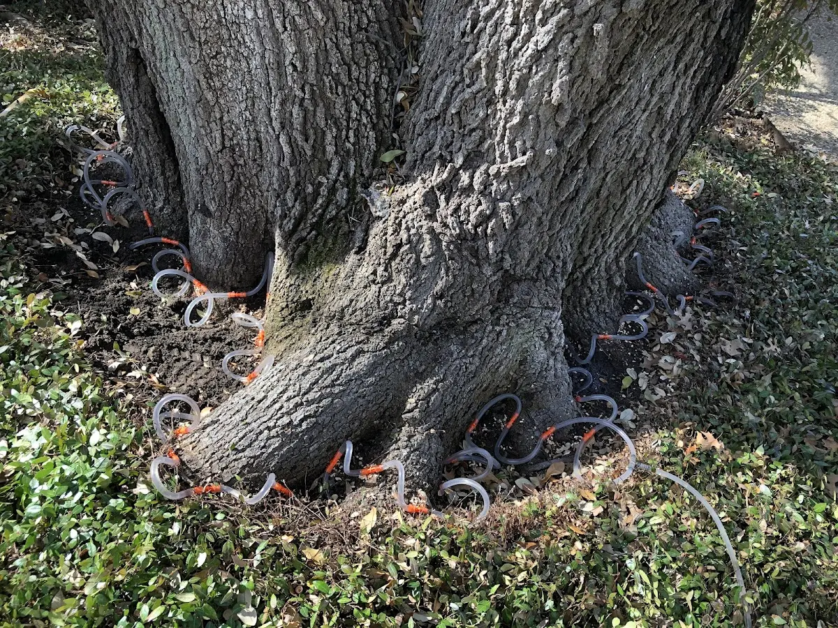 Detailed Tree Cabling and Bracing job site in Deal Island