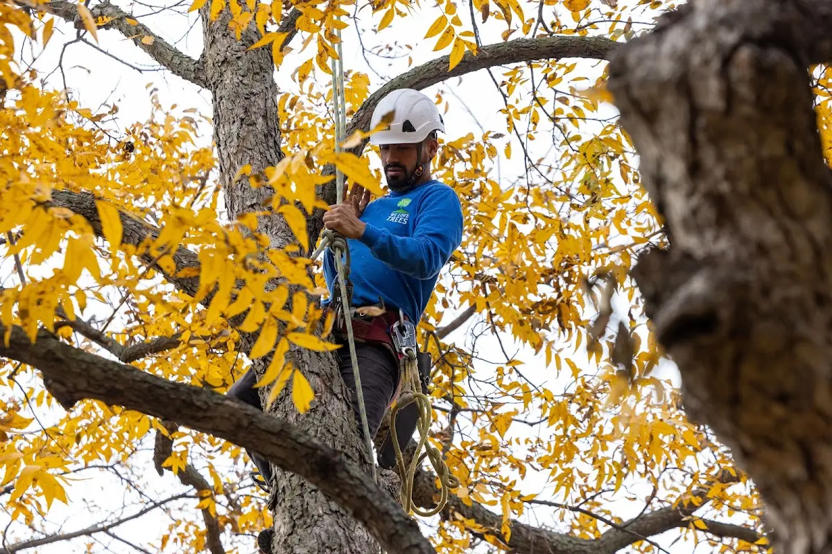 Skilled Tree Pruning crew working in Deal Island