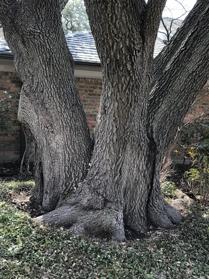 Mature heritage tree close to a Deal Island property cared for by certified arborists